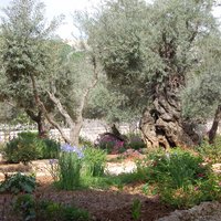Garden of Gethsemane